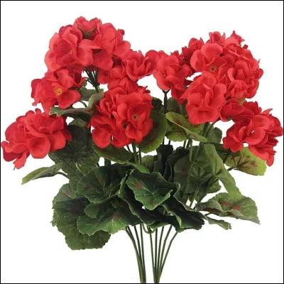 Quelles sont ces fleurs ?