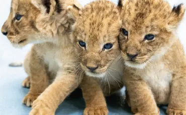 Quiz Animaux