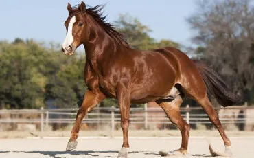 Quiz Galop 3