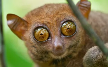 Quiz Animaux bizarres