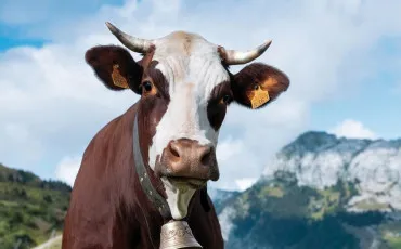 Quiz Vaches