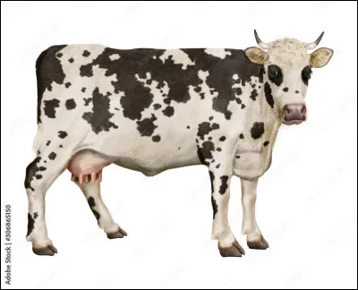 La vache est noir et blanc, donc les chevaux noir et blanc s’appellent des chevaux…