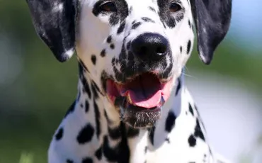 Quiz Animaux