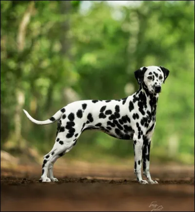 Quelle est en moyenne la taille du Dalmatien ?