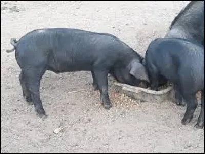 Quel est le régime alimentaire du cochon ?