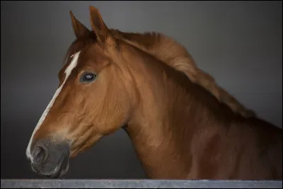 Quel est le nom d'un cheval ayant une robe complètement marron ?
