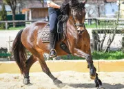 Quiz Galop 3 ***