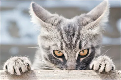 Il ya des chats :