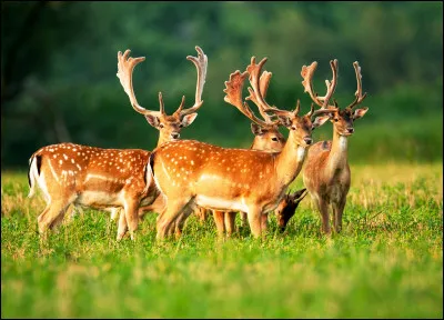 Quel est son animal préféré ?