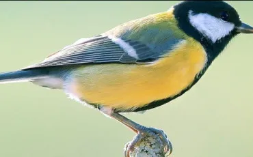 Quiz Oiseaux