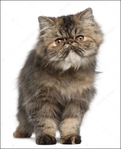 Quelle est la race de ce chat ?