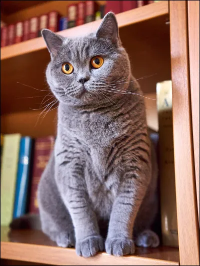 Pour commencer, aimes-tu les chats ?