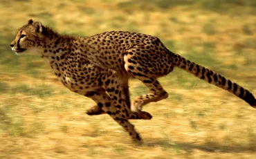 Quiz Animaux