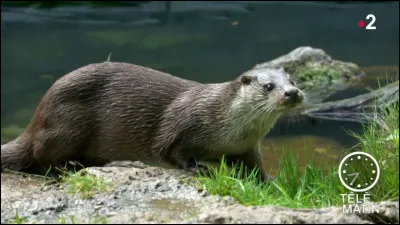 Est-ce un rat ?