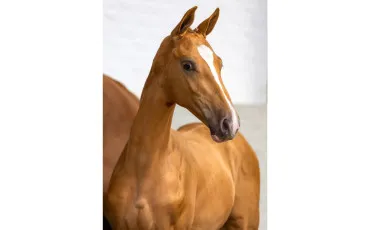 Quiz Poneys