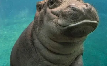 Quiz Animaux