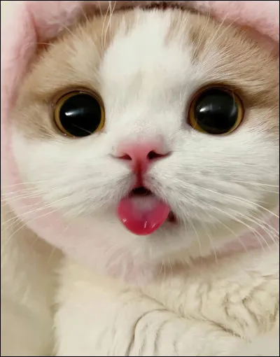 Les chats miaulent.