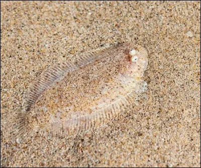 Quel est ce poisson qui vit sur le fond de la mer, dans le sable ?