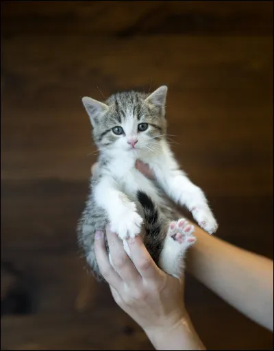 Est-ce que tu aimes les chats ?