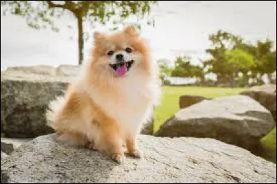 Complétez le nom de cette race de chien : "Loulou de ..." :