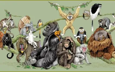 Quiz Animaux