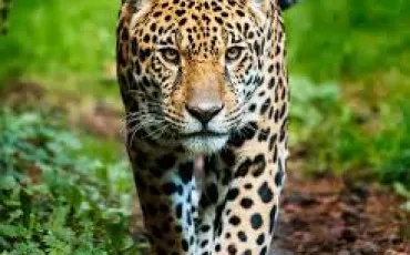 Quiz Animaux