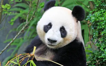 Quiz Panda