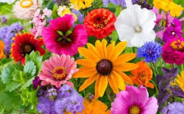 Quiz Fleurs