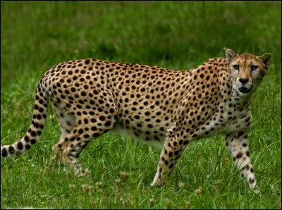 Quel est le nom scientifique de mon animal préféré : le guépard ?