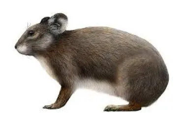 Quiz Animaux