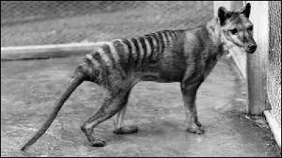 Une île australienne complète le nom de ce grand marsupial carnivore, disparu en 1936, le loup ou tigre de...