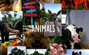 Quiz Animaux