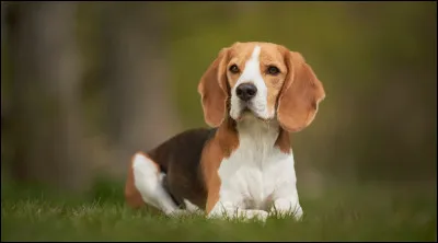 Quel est ce beau chien ?