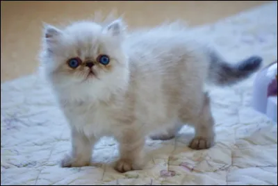 De quelle race est ce chaton ?