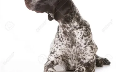 Quiz Chiens
