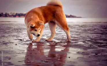 Quiz Animaux
