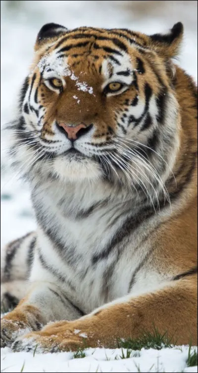 Déjà, aimes-tu les animaux ?