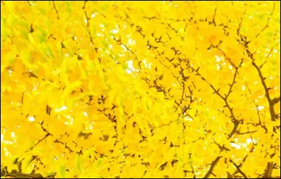 Quelle est cette couleur ?