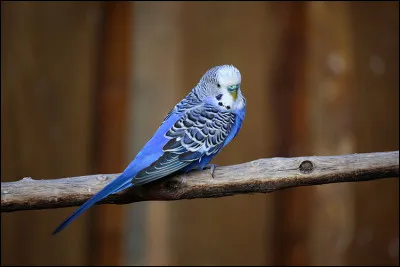 Cet animal fait partie de la famille des perroquets.