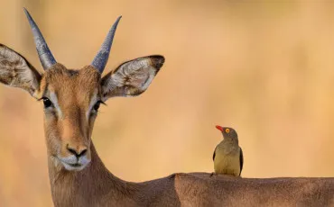 Quiz Animaux