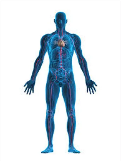 Quel est le plus grand organe du corps humain ?