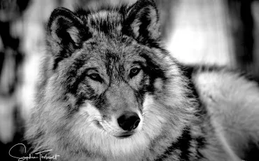 Quiz Loups