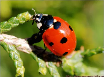 La coccinelle est réputée pour être