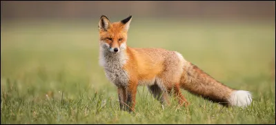 Tu es un chaton de quatre lunes (presque apprenti ), et un renard entre dans la pouponnière. Que fais-tu ?