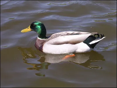 Cet animal s'appelle ornithorynque.