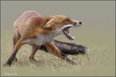 Bonjour !
Pour la première question, on va imaginer que tu es le chef du Clan du Vent. Malheureusement, ton lieutenant se fait assassiner par un renard. 
Quand nommes-tu celui qui le remplacera ?