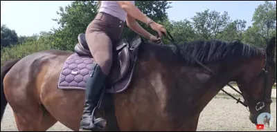 Aimes-tu l'équitation, les chevaux, les poneys et tout ça ?