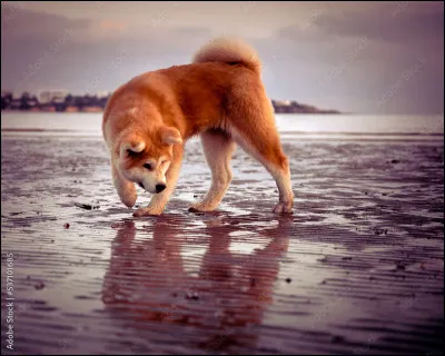 Le chien est considéré comme le meilleur ami de lhomme.