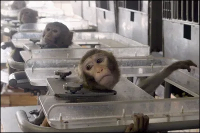 Selon les chercheurs, quelle est la principale raison pour laquelle les animaux sont utilisés dans les expérimentations médicales ?