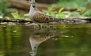 Quiz Animaux